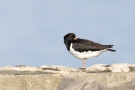 Austernfischer (Haematopus ostralegus)