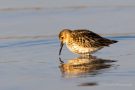 Alpenstrandläufer (Calidris alpina)