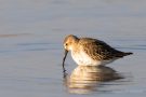 Alpenstrandläufer (Calidris alpina)