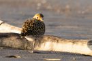 Goldregenpfeifer (Pluvialis apricaria) am rechten Rheindamm