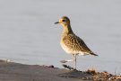 Goldregenpfeifer (Pluvialis apricaria) am rechten Rheindamm