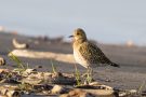 Goldregenpfeifer (Pluvialis apricaria) am rechten Rheindamm