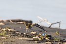 Goldregenpfeifer (Pluvialis apricaria) am rechten Rheindamm