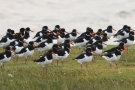 Austernfischer (Haematopus ostralegus) bei Büsum