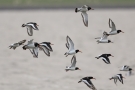 Austernfischer (Haematopus ostralegus) bei Büsum