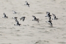 Austernfischer (Haematopus ostralegus) bei Büsum