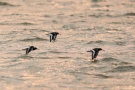 Austernfischer (Haematopus ostralegus) bei Büsum