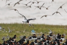 Austernfischer (Haematopus ostralegus) und Alpenstrandläufer (Calidris alpina)