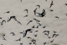 Austernfischer (Haematopus ostralegus) und Alpenstrandläufer (Calidris alpina)