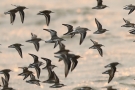 Knutt (Calidris canutus) zwischen Alpenstrandläufern (Calidris alpina)