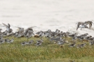 Alpenstrandläufer (Calidris alpina) und Knutt (Calidris canutus) bei Büsum