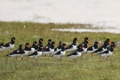 Austernfischer (Haematopus ostralegus) und Alpenstrandläufer (Calidris alpina)