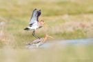 Uferschnepfen-Paarung (Limosa limosa)
