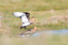Uferschnepfen-Paarung (Limosa limosa)