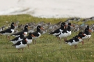 Austernfischer (Haematopus ostralegus) und Alpenstrandläufer (Calidris alpina)