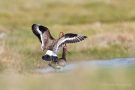 Uferschnepfen-Paarung (Limosa limosa)