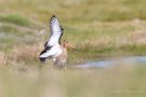 Uferschnepfen-Paarung (Limosa limosa)