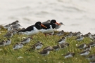 Austernfischer (Haematopus ostralegus), Alpenstrandläufer (Calidris alpina) und Knutt (Calidris canutus) bei Büsum