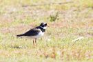 Sandregenpfeifer (Charadrius hiaticula)