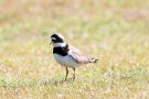 Sandregenpfeifer (Charadrius hiaticula)