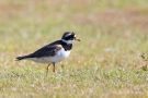 Sandregenpfeifer (Charadrius hiaticula)