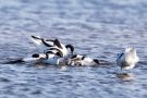 Säbelschnäbler (Recurvirostra avosetta)