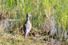 Rotschenkel (Tringa totanus)