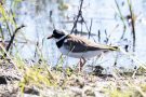 Sandregenpfeifer (Charadrius hiaticula)