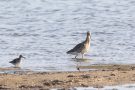 Rotschenkel (Tringa totanus) und Großer Brachvogel (Numenius arquata)