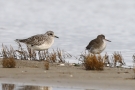 Kiebitzregenpfeifer (Pluvialis squatarola) und Rotschenkel (Tringa totanus) am Beltringharder Koog