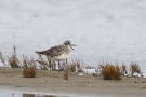 Kiebitzregenpfeifer (Pluvialis squatarola) am Beltringharder Koog