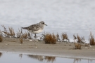 Kiebitzregenpfeifer (Pluvialis squatarola) am Beltringharder Koog