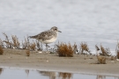 Kiebitzregenpfeifer (Pluvialis squatarola) am Beltringharder Koog