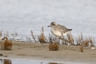 Kiebitzregenpfeifer (Pluvialis squatarola) am Beltringharder Koog