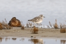Kiebitzregenpfeifer (Pluvialis squatarola) am Beltringharder Koog