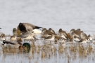 Kiebitzregenpfeifer (Pluvialis squatarola), Alpenstrandläufer (Calidris alpina) und Rotschenkel (Tringa totanus) am Beltringharder Koog