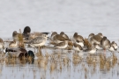 Kiebitzregenpfeifer (Pluvialis squatarola), Alpenstrandläufer (Calidris alpina) und Rotschenkel (Tringa totanus) am Beltringharder Koog