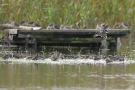 Bekassinen (Gallinago gallinago) am Beltringharder Koogog