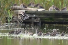 Bekassinen (Gallinago gallinago) am Beltringharder Koog