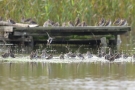 Bekassinen (Gallinago gallinago) am Beltringharder Koog