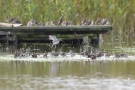 Bekassinen (Gallinago gallinago) am Beltringharder Koog