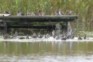 Bekassinen (Gallinago gallinago) am Beltringharder Koog