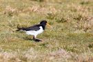 Austernfischer (Haematopus ostralegus)