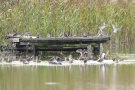 Bekassinen (Gallinago gallinago) am Beltringharder Koog