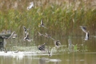 Bekassinen (Gallinago gallinago) am Beltringharder Koog