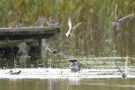 Bekassinen (Gallinago gallinago) am Beltringharder Koog