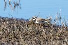 Sandregenpfeifer (Charadrius hiaticula)