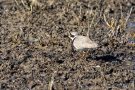 Sandregenpfeifer (Charadrius hiaticula)