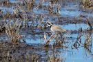 Sandregenpfeifer (Charadrius hiaticula)