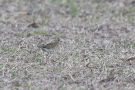 Goldregenpfeifer (Pluvialis apricaria) am Meldorfer Speicherkoog